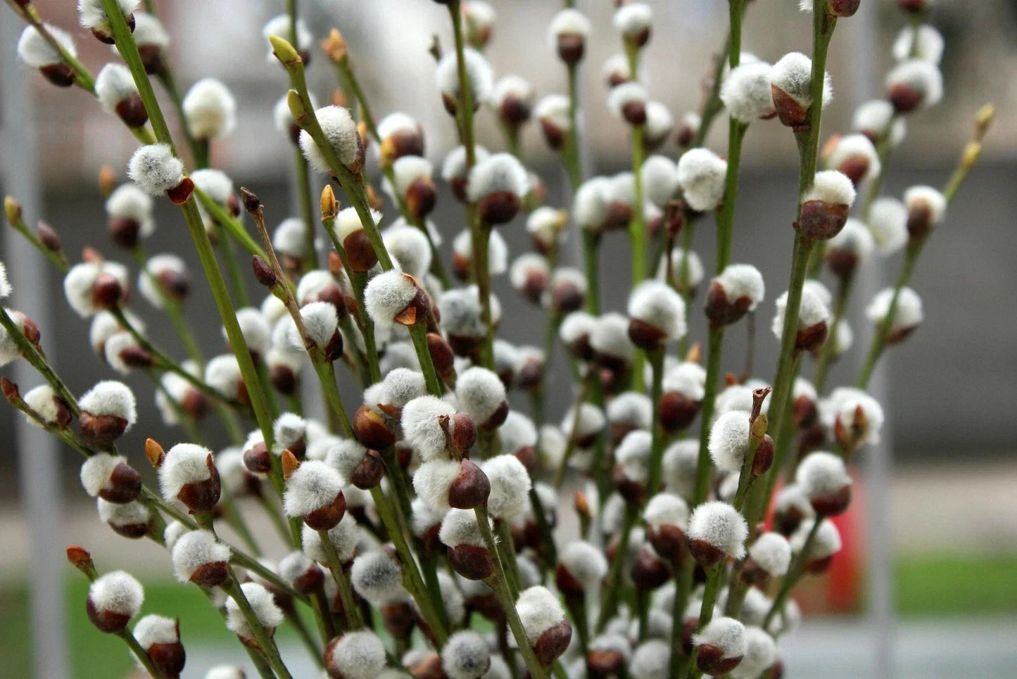 Pussy Willow Cuttings - 10 Unrooted Fuzzy White Blooming Salix discolor Garden Planting Material