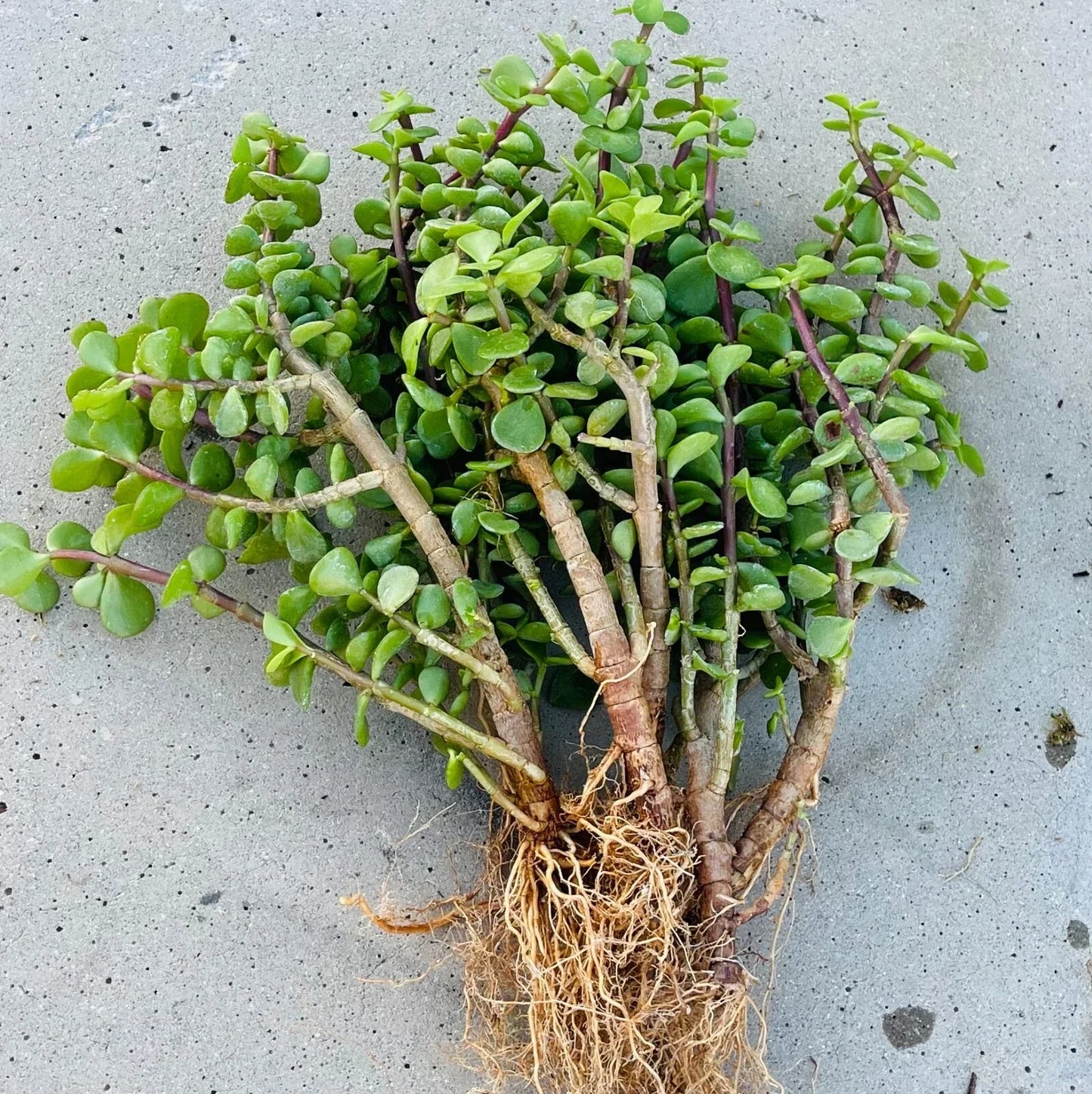 12 Pack Portulacaria Afra Good Luck Jade Tree Bonsai - Elephant Bush Rooted Succulent Indoor Garden Plants