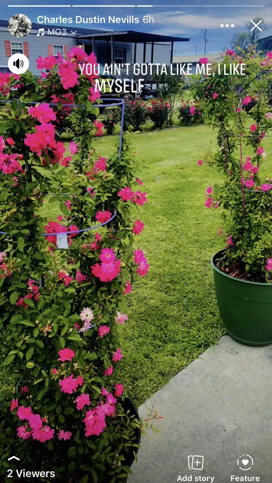 Peggy Martin Rose Cuttings - 10 Inch Climbing Rose Stems - Rosa 'Peggy Martin' - Garden Propagation for Fragrant Blooms