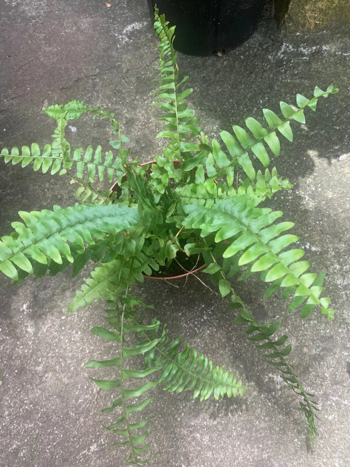 Rooted Boston Fern Plant in 6-Inch Pot, Indoor/Outdoor Nephrolepis exaltata, Lush Foliage, Air-Purifying, Low Maintenance