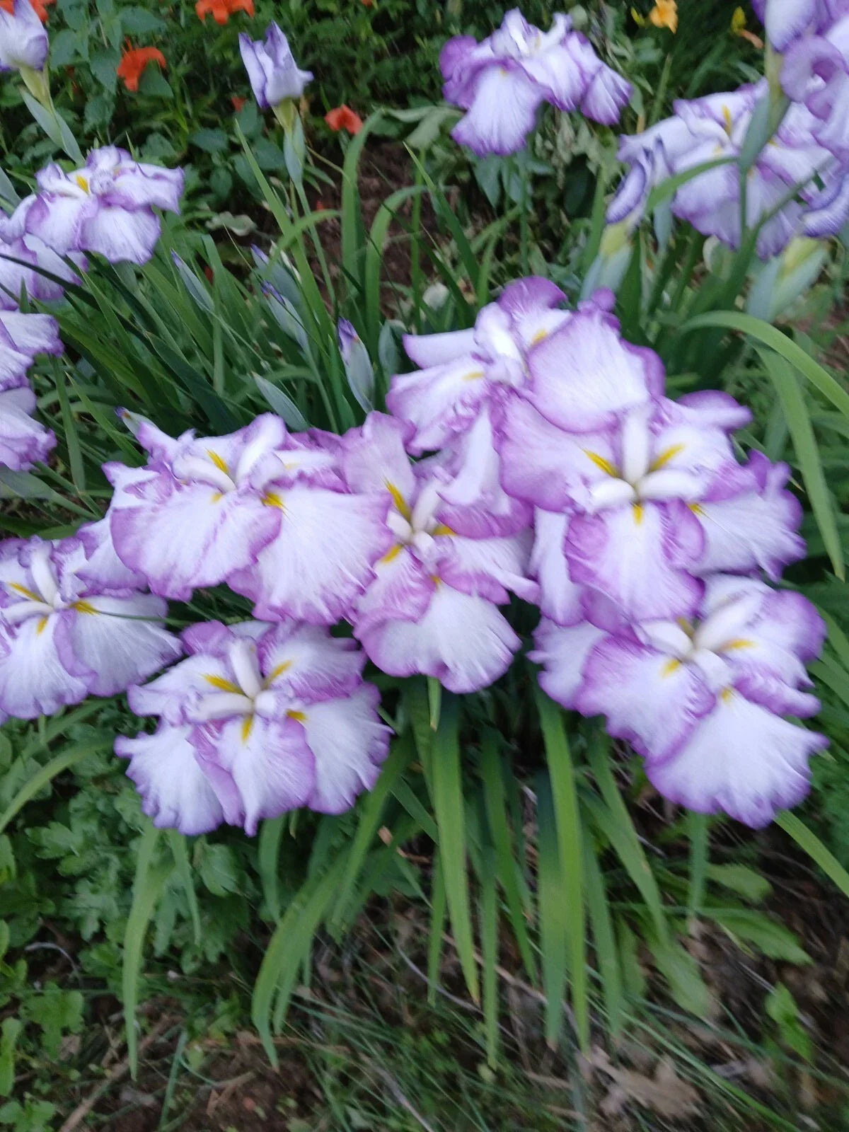 Large Japanese Iris Plant Tiramisu - Well-Rooted Perennial - Iris ensata - Vibrant Cream and Lavender Blooms in 1-Gallon Pot