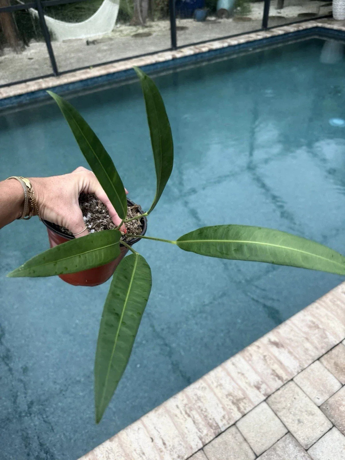 Anthurium Plant Morona Variety - Live Indoor Tropical Houseplant with Glossy Heart-Shaped Leaves and Long-Lasting Blooms