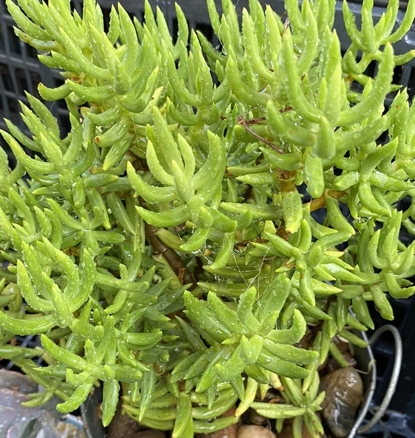 Crassula Tetragona Succulent Cuttings - 10 Miniature Pine Tree Plants for Indoor Garden, Cactus Gift, Easy Care, Drought Tolerant