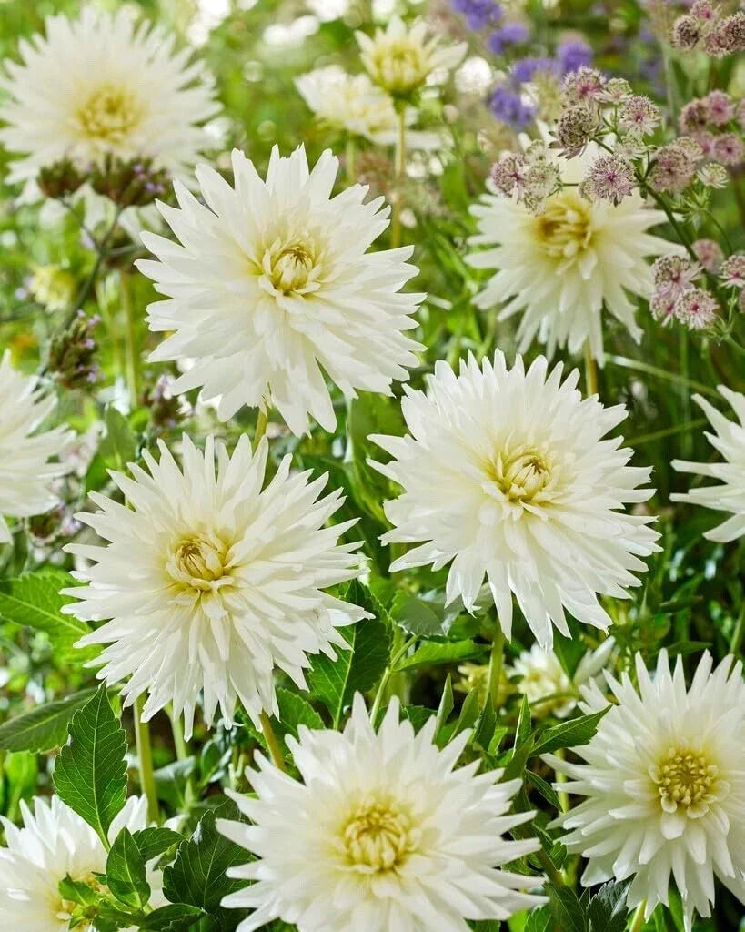 Dahlia Tubers for Planting - 3 Large "My Love" Dahlia pinnata Flower Bulbs for Garden, Cut Flowers, Bright Blooms