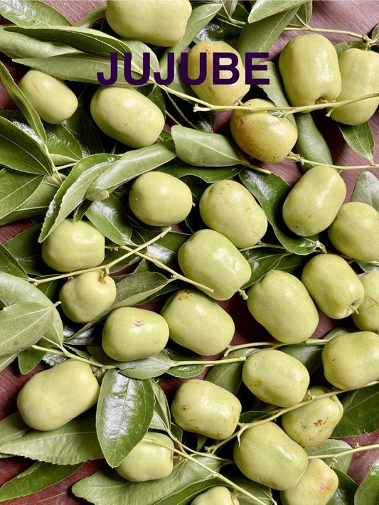 Jujube Tree Cuttings for Rooting Grafting - Ziziphus jujuba, Deciduous Fruit Tree for Garden or Orchard