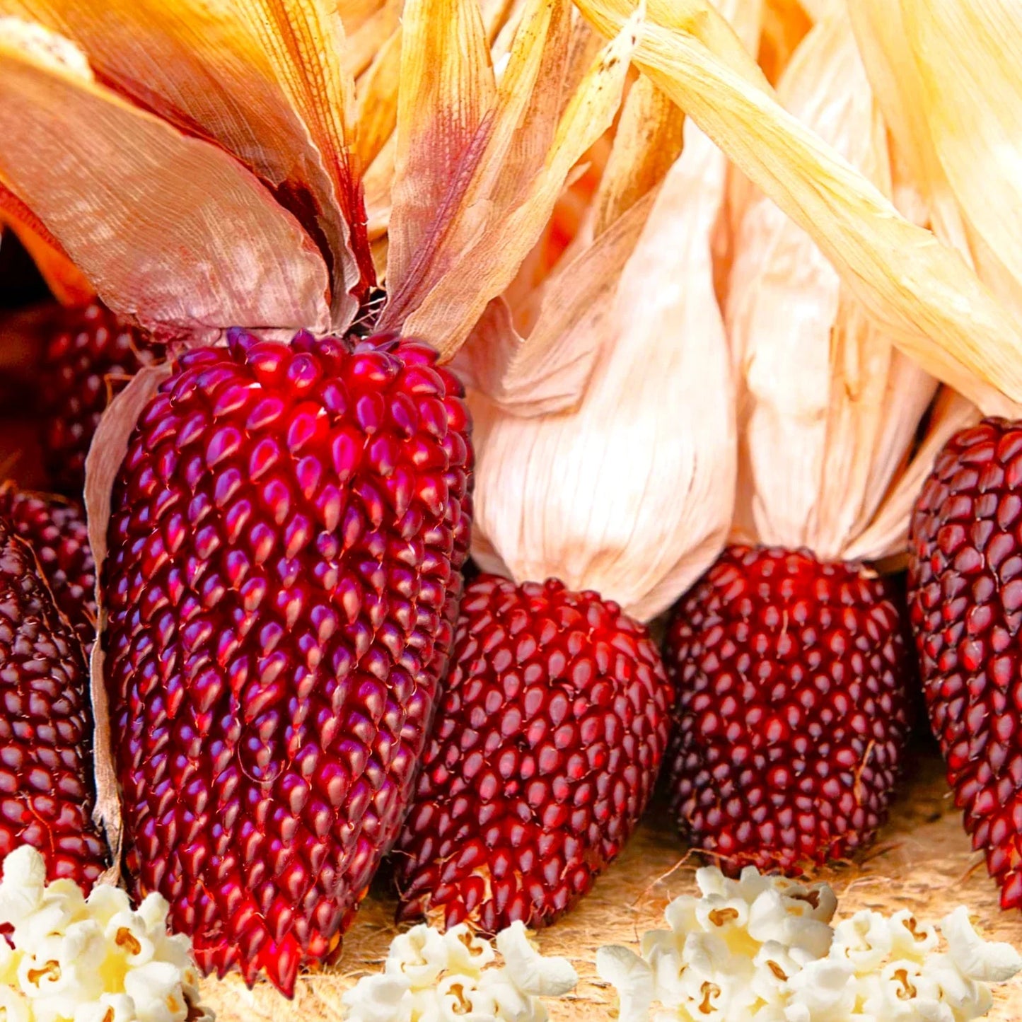 Strawberry Popcorn Seeds | Red Mini Cherry Ornamental Corn | Zea mays | Edible & Decorative Garden Seeds