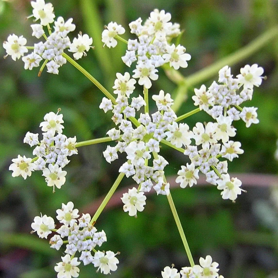 Caraway Seeds - Non-GMO Heirloom Culinary Herb Seeds for Planting - Carum carvi, Aromatic Spice for Gardens