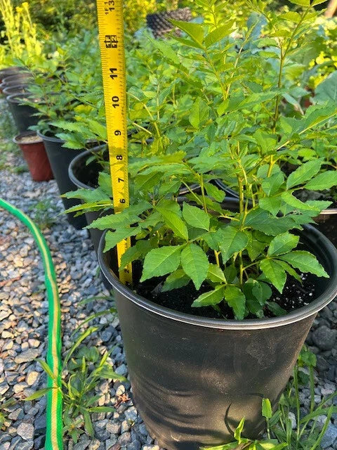 Live Sichuan Pepper Tree Seedlings Lot of 2 – Zanthoxylum simulans, Culinary Herb, Spice Plant, 2-Year-Old Potted Shrubs