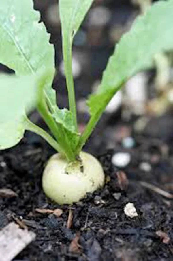 Radish Seeds - Hailstone White Heirloom, Non-GMO, 50+ Seeds - Raphanus sativus for Salad, Garnish, Container Gardening