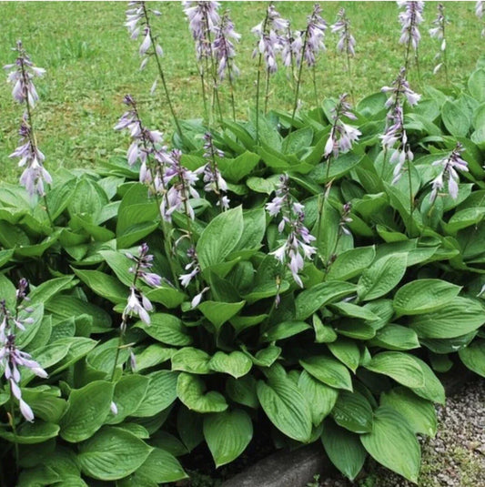 Hosta Elegans Live Plants - 4 Roots - Hosta sieboldiana Shade Perennial Garden Plants for Borders & Containers