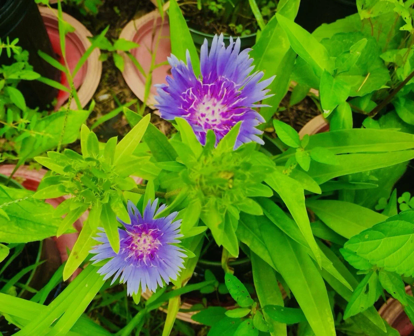 Stokes Aster Bare Root Perennials - Blue/Purple Flowers - Stokesia laevis - 5 Pack for Garden Borders & Flower Beds