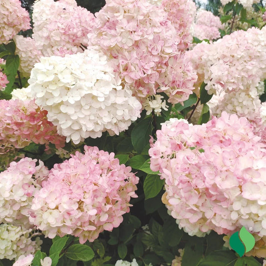 Hydrangea Rooted Plant - Pink PeeGee Variety - Flowering Shrub - Hydrangea paniculata - Garden Landscape Plant