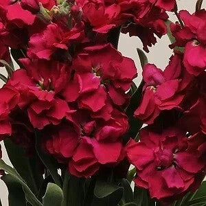 Stock Seeds – Katz Ruby Delphinium ajacis – 500 Seeds for Vibrant Garden Blooms, Bright Red Flowers, Border or Container Planting