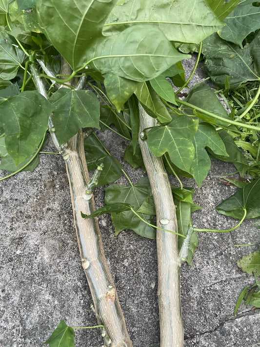 Hawaii Chaya Cuttings 15 Pack - Maya Tree Spinach Superfood - Volcanic Soil Friendly - Cnidoscolus