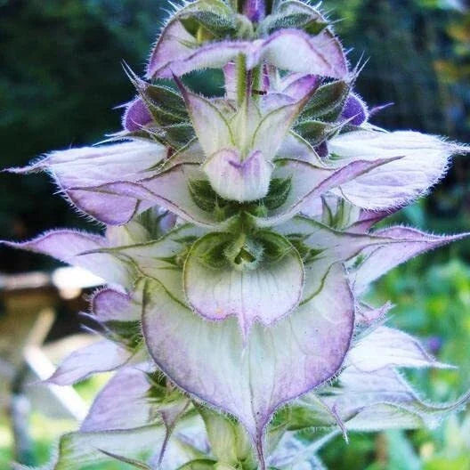Clary Sage Seeds 30 Count - Bluish-White - Easy to Grow Herb - Salvia sclarea - Attracts Pollinators