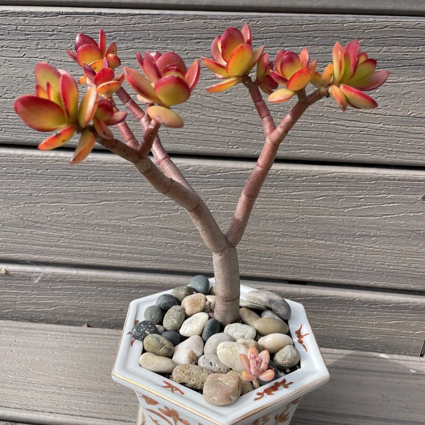 Rare Red Akai Jade Succulent Bonsai Tree - Crassula Ovata Bare Rooted 8-10 Inches, Red-Tipped Leaves, Indoor Outdoor Plant