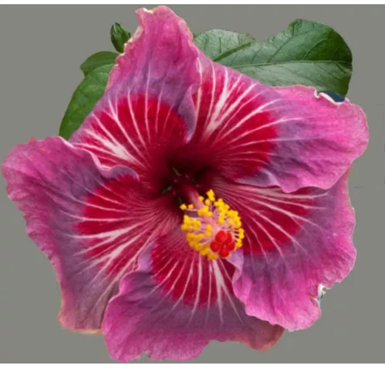 Tropical Hibiscus Starter Plant - Rooted Exotic Hibiscus rosa-sinensis in 4-inch Pot, Bright Colorful Blooms, Indoor & Outdoor Gardening