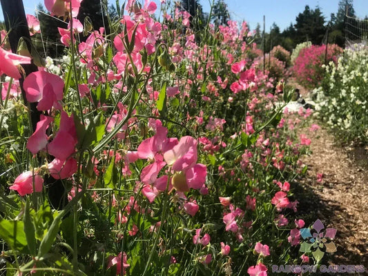 Mrs. R. Bolton Sweet Pea Seeds Pack of 50+ | Lathyrus odoratus Climbing Vine for Garden, Fragrant Blooms, Organic, USA