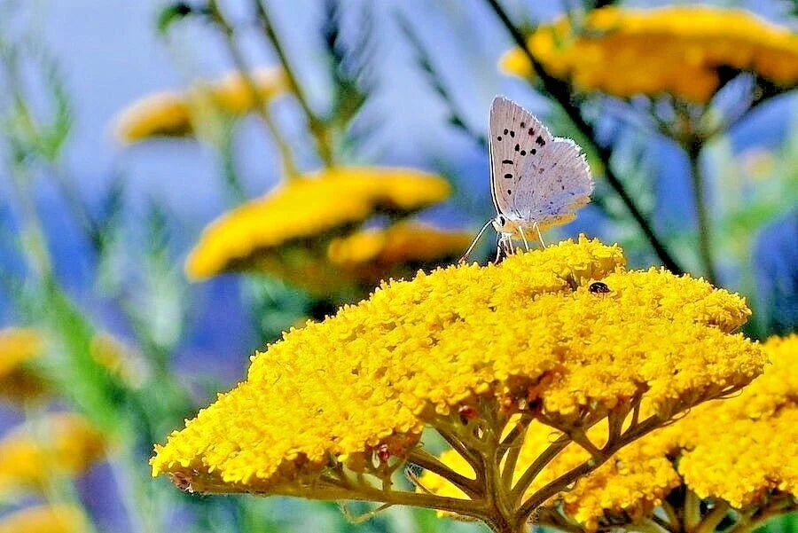 Yarrow Seeds - Gold Yellow Achillea millefolium var. aurea Perennial Wildflower for Pollinators & Medicinal Use