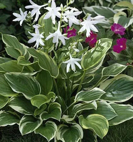Hosta So Sweet Perennial Shade Plant - Heart-Shaped Foliage with Lavender Flowers - Hosta hybrid Potted Plant