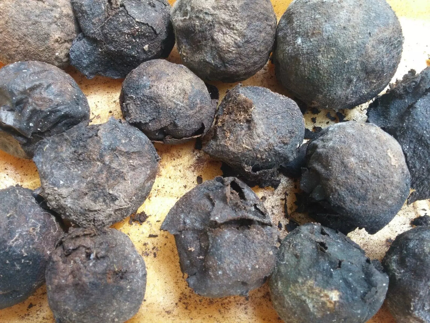 Black Walnut Seeds 17 Pack Organic Juglans Nigra Anti-Parasitic Non-GMO Gardening Seeds
