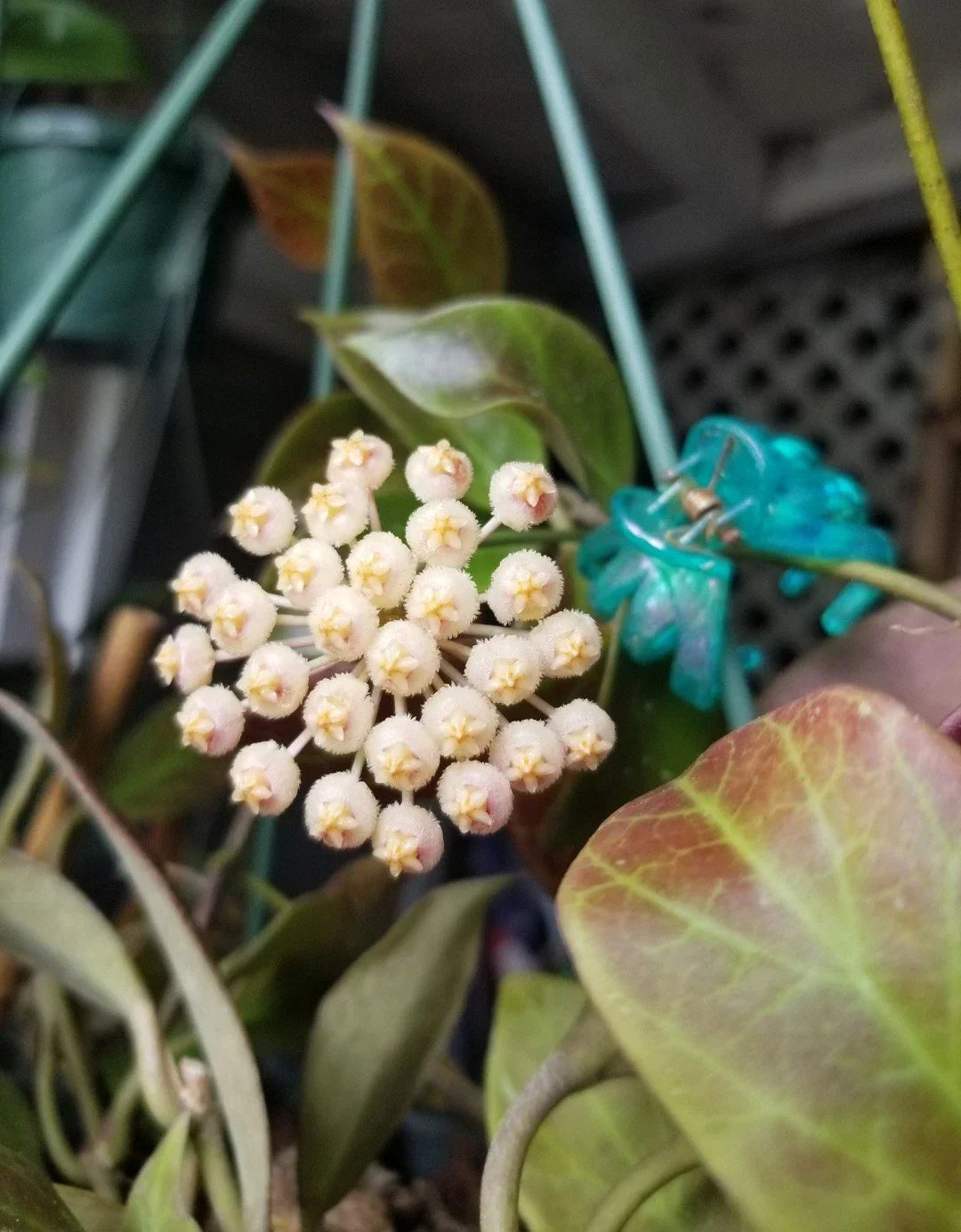Hoya Sunrise Plant in 3-Inch Pot | Variegated Leaves & Star-Shaped Flowers | Hoya sp. Indoor Houseplant