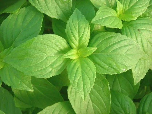 Lemon Basil Seeds - Aromatic Herb for Container Gardening - Ocimum basilicum 'Citriodorum' - Non-GMO Bulk Pack