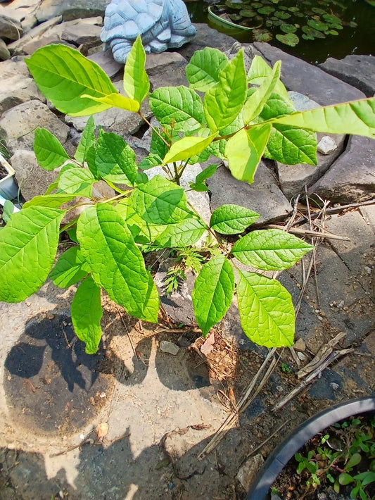 Live American White Ash Tree - 1-3 Year Old Well-Rooted Native Fraxinus americana for Landscaping & Shade