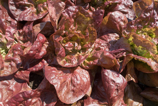 Marvel of Four Seasons Lettuce Seeds - Non-GMO Heirloom Leaf Lettuce for Home Gardening - Lactuca sativa, Fast-Germinating, Crisp, Vibrant Salad Greens