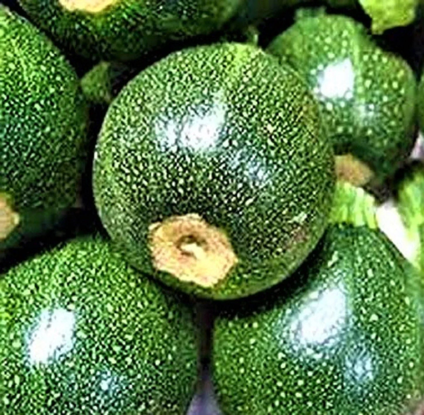 Round Zucchini Seeds – Non-GMO Cucurbita pepo Vegetable Seeds for Container Gardening, Summer Squash, High Yield, Easy to Grow
