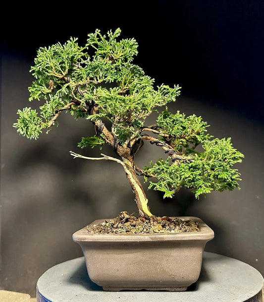 Mame Bonsai Tree 10.5” Chamaecyparis Pisifera Tsukumo Cypress in Japanese Pot, Miniature Indoor Plant, Bonsai for Beginners