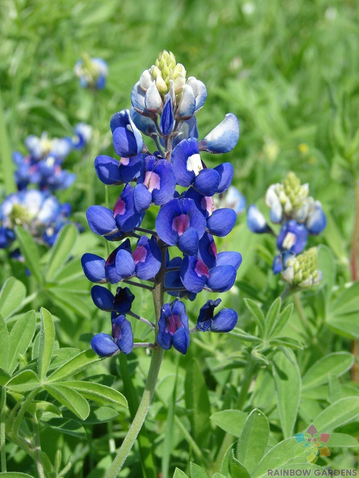 Texas Bluebonnet Seeds - 25+ Lupinus texensis Wildflower Pack for Garden, Native Plant Landscaping, Attracts Pollinators, USA Grown