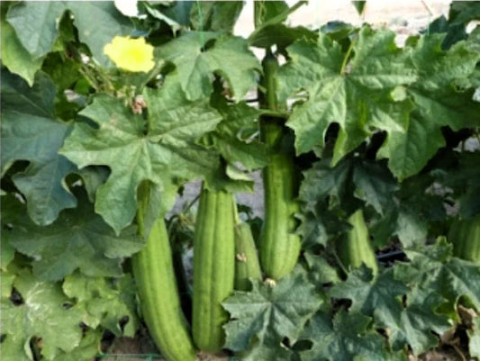 Loofah Sponge Gourd Seeds – Organic Heirloom Luffa aegyptiaca, Climbing Vine for Gardening & Natural Sponges