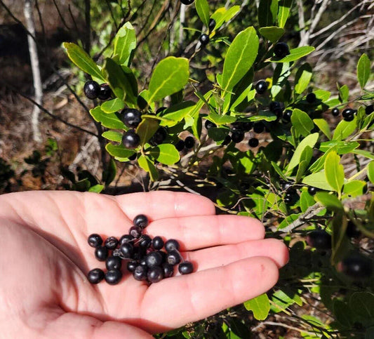 Inkberry Seeds 25 Pack | Ilex Glabra Florida Native Evergreen Shrub for Landscaping & Wildlife