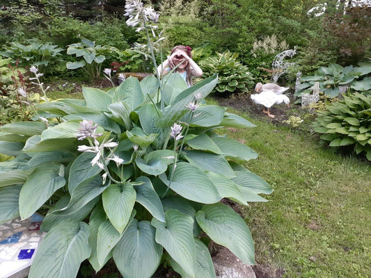 Hosta Seeds - Empress Wu Variety - Perennial Shade Plant with Large Heart-Shaped Foliage - Hosta plantaginea Seeds