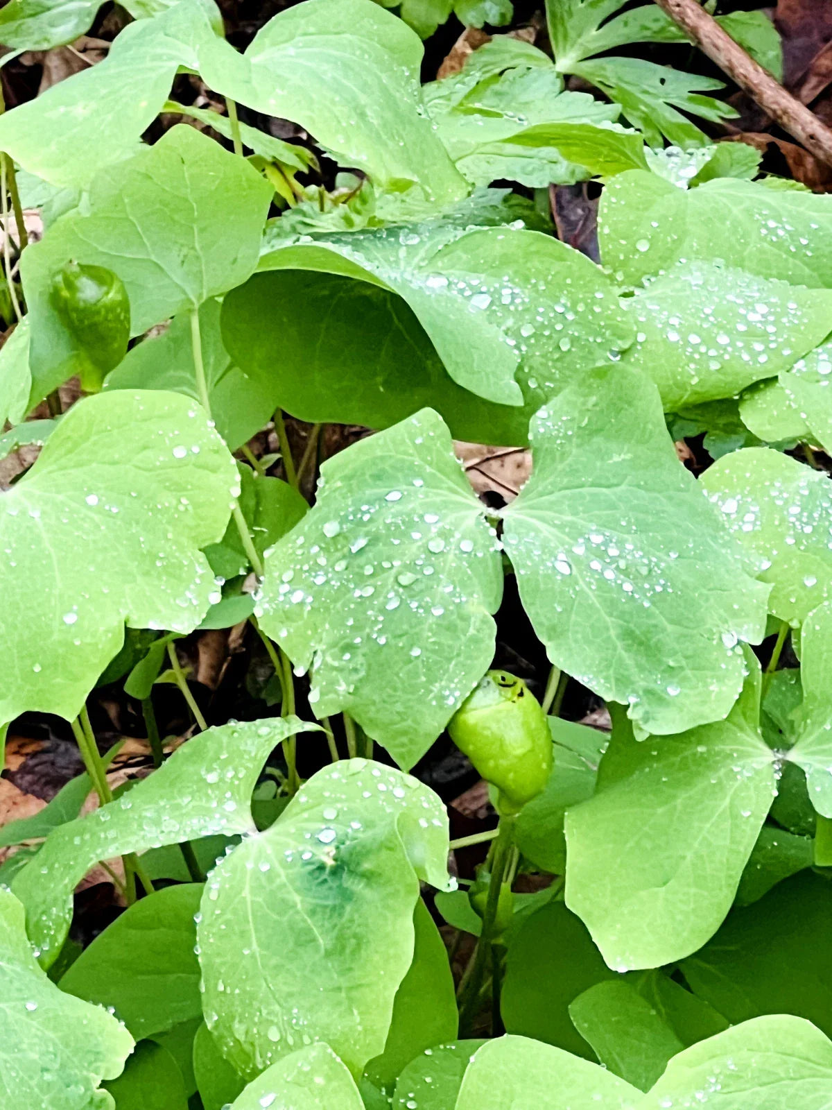 Twin Leaf Plant Bareroot 5-Pack Jeffersonia diphylla Perennial Wildflower for Shade Gardens