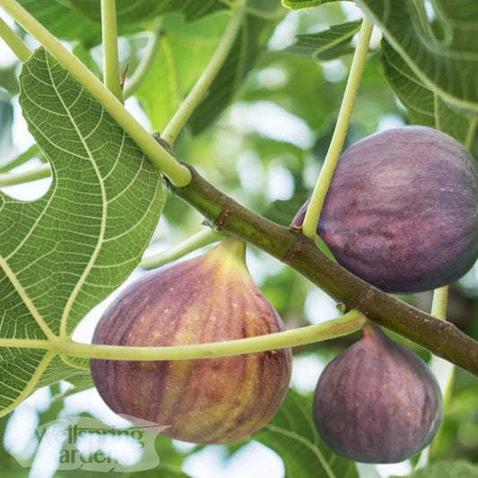 Olympian Fig Live Plant - Ficus carica Edible Fruit Tree for Garden or Container, Hardy & Productive