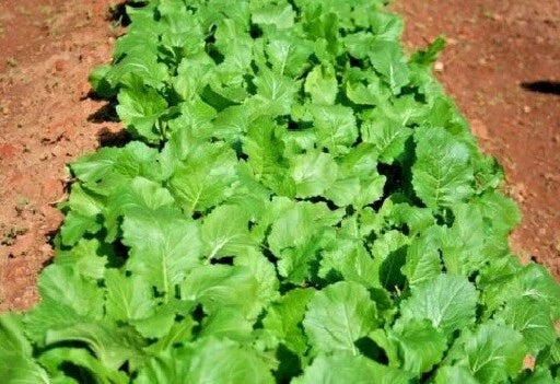 Heirloom Turnip Seeds Seven Tops Variety – Brassica rapa – Cold Hardy Greens for Spring & Fall Planting – 500 to 2000 Seeds