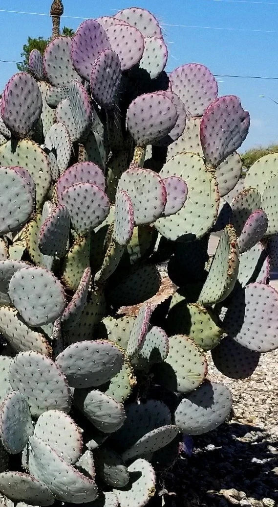 Santa Rita Purple Prickly Pear Cactus Cutting 5-6" Opuntia violacea Arizona Desert Drought Tolerant Succulent