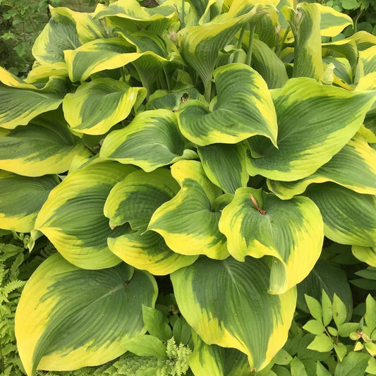 Hosta Atlantis Perennial Plant in 5.25" Pot, Shade Tolerant, Bright Foliage, Deer Resistant, Well-Rooted, Garden Border, Container Plant