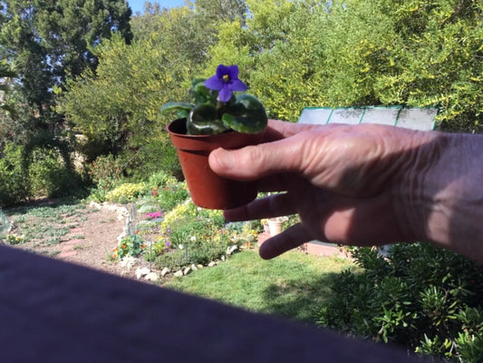 Miniature African Violet Leaf Cuttings - 8 Freshly Cut Leaves for Propagation - Saintpaulia ionantha Indoor Plant Starter