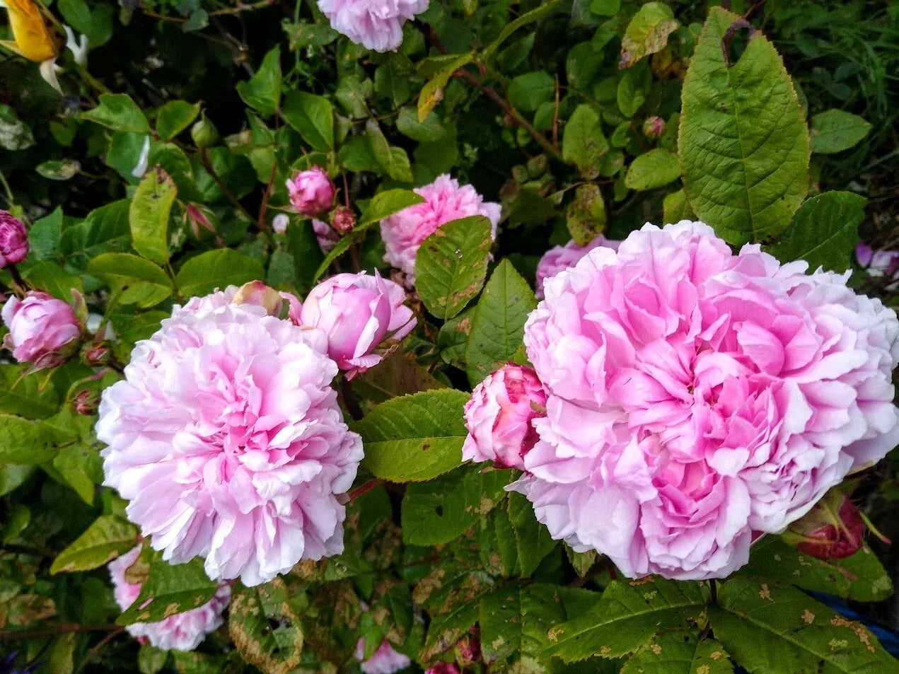 Bare Root Rose Plant – Jacques Cartier – 2 Years Old – Rosa 'Jacques Cartier' – Vibrant Pink Blooms, Fragrant Garden Rose