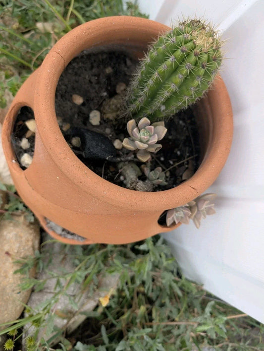 Live Torch Cactus Cuttings - Single Pups 1-3in - Echinopsis Spachiana Succulent for Indoor & Outdoor Decor