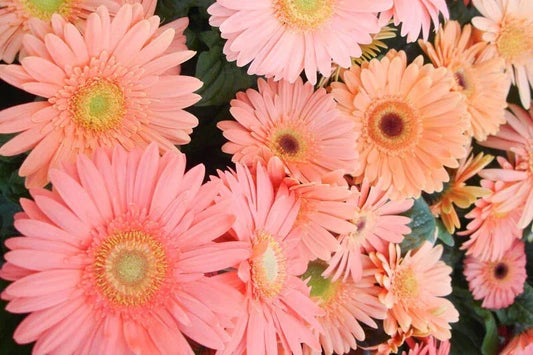 Light Pink Gerbera Daisy Seeds - 200+ Gerbera jamesonii Garden Flower Seeds for Borders & Containers