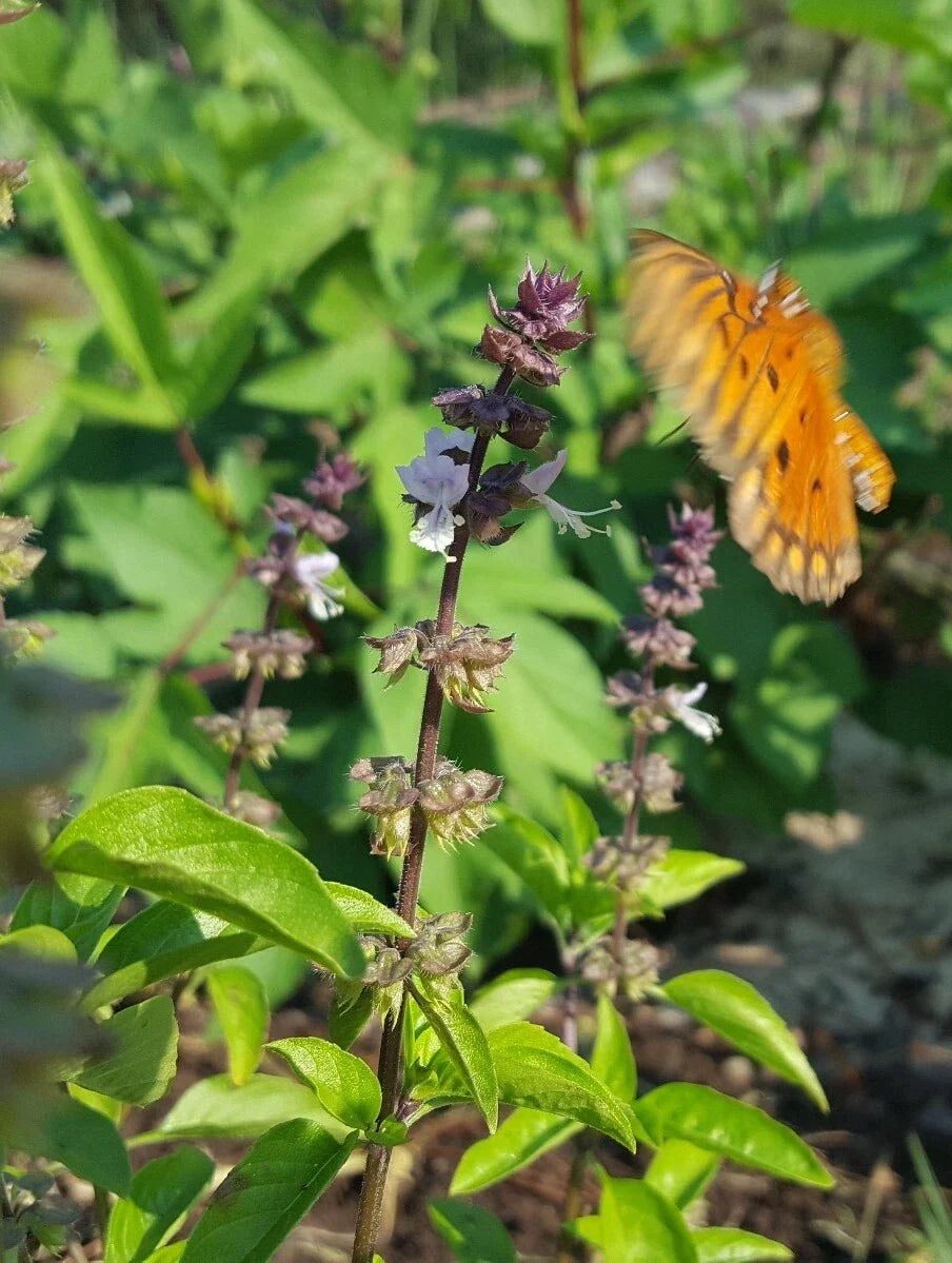 Thai Basil Seeds 25+ Pack, Licorice Flavor, Ocimum Thyrsiflora, Florida Grown Herb for Culinary & Garden Use