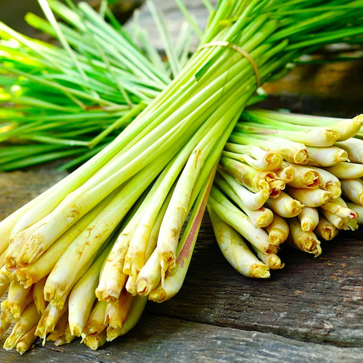 West Indian Lemongrass Seeds Cymbopogon citratus Perennial Herb for Landscaping and Insect Repellent