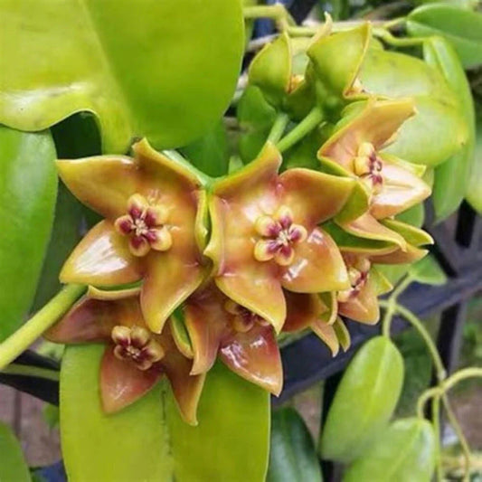 Hoya Ariadna Plant in 3.5" Pot, Fully Rooted Eriostemma Ariadna for Indoor Gardening & Home Decor