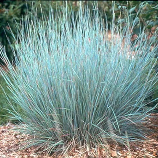 Little Bluestem Grass Seeds - 200 Organic Schizachyrium scoparium for Prairie Gardens, Borders, Ground Cover, USA Grown