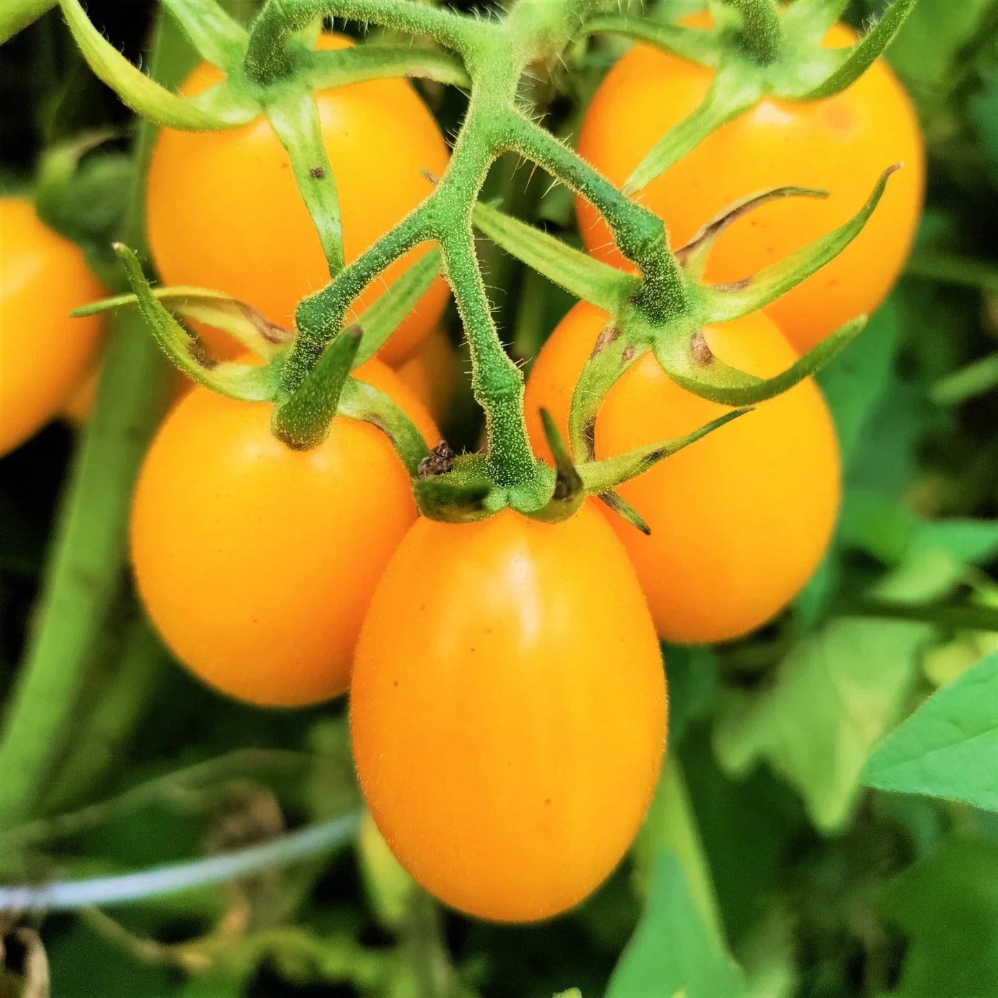 Yellow Plum Grape Tomato Seeds, Indeterminate Solanum lycopersicum, Pear-Shaped Cherry, 25 Seeds for Home Garden