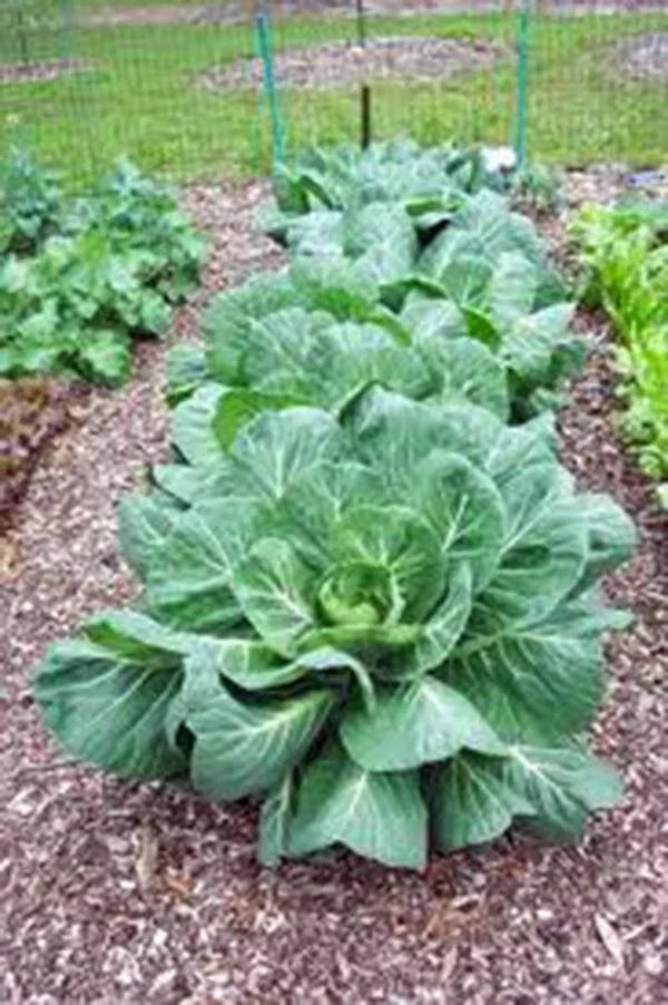 Collard Greens Seeds, Vates Heirloom Non-GMO, Brassica oleracea var. viridis, 1000 Pack, Leafy Greens for Home Gardens